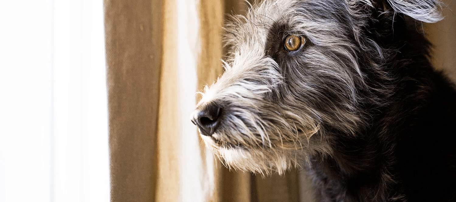 How to recognise anxiety in your pet